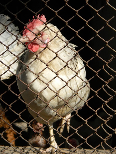 进攻压上的 进攻压上的