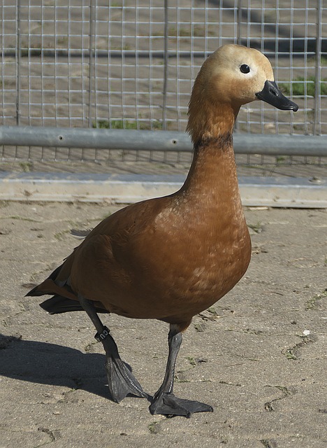 尤其是在卡
